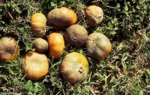 Phytophthora sur fruit