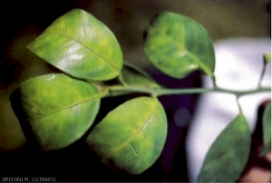 Greening sur feuilles d'oranger