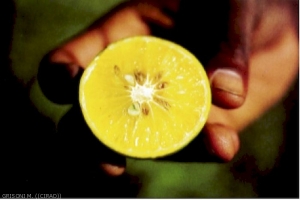 Greening sur fruit