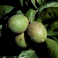 Pseudaonidia trilobitiformis sur fruit