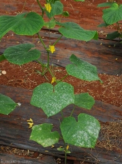 Des taches blanches plus ou moins denses et confluantes se sont développées sur les feuilles basses de ce pied de concombre.  <i><b>Podosphaera xanthii</b></i> ou <i><b>Golovinomyces cichoracearum</b></i>. (oïdium)