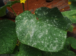 Sur cette feuille de concombre des taches blanches ont conflué et couvrent des secteurs entiers du limbe.  <i><b>Podosphaera xanthii</b></i> ou <i><b>Golovinomyces cichoracearum</b></i>. (oïdium)