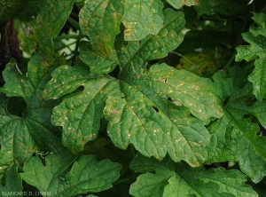 Feuilles de concombre amer parsemées de petites lésions chlorotiques à nécrotiques, s'éclaircissant progressivement.  <i><b>Pseudoperonospora cubensis</b></i> (mildiou, downy mildew)