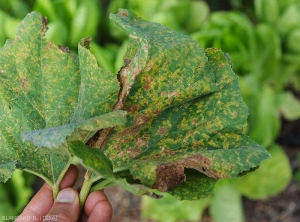 Ces feuilles de patisson  sont couvertes de nombreuses taches angulaires chlorotiques, voire nécrotiques, souvent confluentes. <i><b>Pseudoperonospora cubensis</b></i> (mildiou, downy mildew)