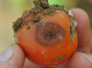 Large lésion au contour diffus occasionnée par un <i>Colletotrichum</i> sp. (anthracnose)