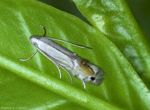 Adulte de Phyllocnistis citrella sur jeune pousse d'agrume