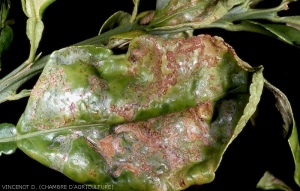 Dégâts de Phyllocnistis citrella sur feuille