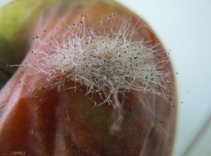 Observation de filaments mycéliens et de sporocystes au niveau d'une pomme atteinte de pourriture à <i>Mucor</i> spp. (photo CEFEL)