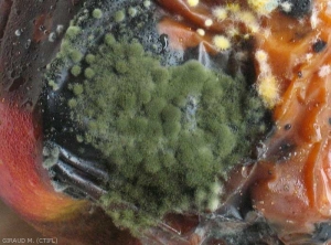 Fructification secondaire de <i>Cladosporium</i> spp. (mycélium vert sombre) développée sur une pourriture à <i>Fusarium</i> de couleur jaune orangée (photo M. Giraud, CTIFL)