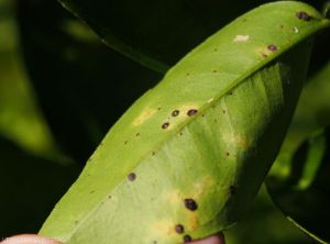 Chrysomphalus aonidum sur feuilles