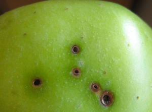 Des perforations plutôt superficielles déprécient ce fruits ; la tordeuse de la pelure en est responsable. (photo Céline Charles - RAISON'Alpes)