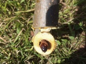 Une larve de zeuzère sort d'une galerie révélée après une coupe transversale réalisée dans le tronc d'un jeune pommier. (photo Céline Charles - RAISON'Alpes)