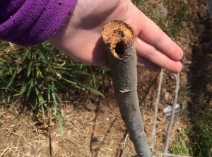 Une large galerie a été produite par une larve de zeuzère dans le tronc de ce jeune pommier. (photo Céline Charles - RAISON'Alpes)