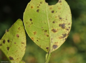 Greasy spot sur feuilles