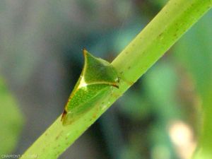 Stictocephala-bisonia