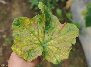 Cette feuille est quasiment entièrement couverte de lésions angulaires. Un grand nombre d'entre-elles sont très évoluées et donc très chlorotiques voire plus ou moins nécrosées.  <b><i>Pseudoperonospora cubensis</i></b> (mildiou, downy mildew)