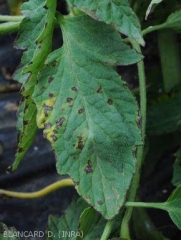 Symptômes Xanthomonas vesicatoria sur feuilles de tomates - 1