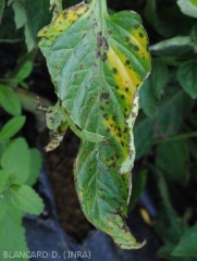 Symptômes Xanthomonas vesicatoria sur feuilles de tomates - 2