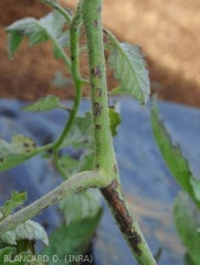 Symptômes Xanthomonas vesicatoria sur tiges de tomates