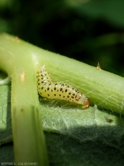 Détail d'une larve de <b><i>Diaphania nitidatis</i></b> (pyrale du concombre)