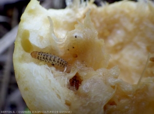 Aspect d'une larve de <i><b>Diaphania nitidatis</b></i> dévorant les tissus interne d'un fruit. (pyrale du concombre)