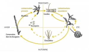 Cycle-Podosphaera_oidium-(memPFI)