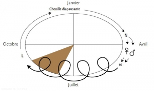 cycle de Grapholita molesta (extrait du Mémento PFI pomme-poire, Ed. Ctifl)