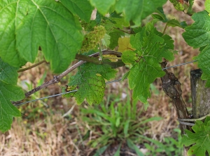 Sur ce pied de vigne on distingue difficilement plusieurs jeune feuille de vigne affectées par <i><b>Elsinoë ampelina</b></i>. (Anthracnose)