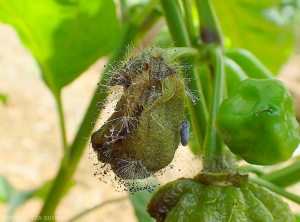 Ce jeune poivron est entièrement pourri. Les tissus humides, vert sombre et déliquescents se recouvrent progressivement de la moisissure caractéristique de   <i><b>Choanephora cucurbitarum</b></i>. Soulignons que sur piment ce champignon pénètre fréquemment les fruits via les restes de pièces florales sénescentes. (pourriture à Choanephora)