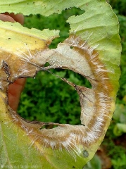 Large tache humide et marron sur feuille de chou. Les tissus centraux pourris se sont décomposés. Des palmettes mycéliennes blanche l'entoure et quelques jeunes sclérotes sont en train de se former. (<i><b>Sclerotium rolfsii</i></b>)