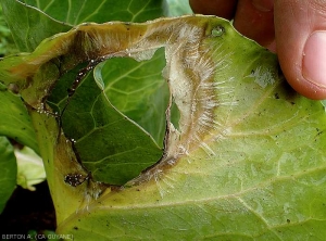 Large tache humide et marron sur feuille de chou. Les tissus centraux pourris se sont décomposés. Des palmettes mycéliennes blanche l'entoure et quelques sclérotes sont visibles ça et là. (<i><b>Sclerotium rolfsii</b></i>)