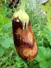 Aubergine présentant plusieurs larges lésions  de teinte beige à chamois. <b><i>Phomopsis vexans</i></b> 