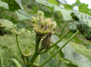 Apex de gombo parasité par le puceron du melon et du cotonnier <i>Aphis gossypii</i>. Obserser l'enroulement des feuilles, leur chlorose, et l'arrêt de croissance de  l'apex de la plante.