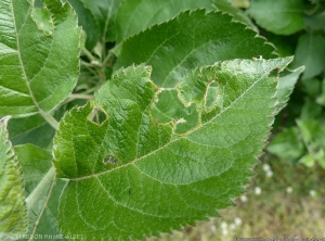 Dégâts sur feuille de pommier causé par un charançon phyllophage : <i>Polydrusus<:i> sp. (photo FREDON Rhône-Alpes)