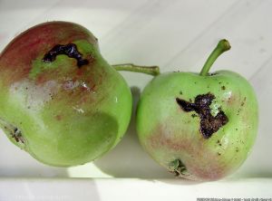 Dégâts sur fruits d'<i>Hoplocampa testudinea</i> (photo FREDON Rhône-Alpes)