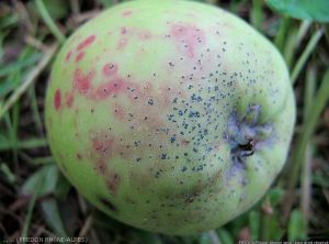 Dégâts sur fruit de <i>Quadraspidiotus-perniciosus</i>, pou de San José (photo FREDON Rhône-Alpes)