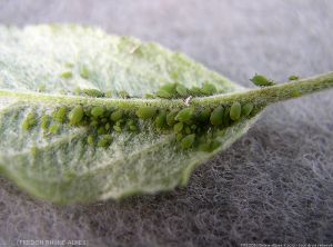 Pucerons verts non migrants (<i>Aphis pomi</i>) sur feuille de pommier (photo FREDON Rhône-Alpes)