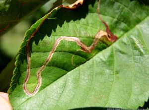 Symptômes sur feuille causés par des mineuses sinueuses, <i>Lyonetia clerkella</i> (photo FREDON Rhône-Alpes)