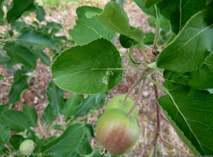 Mineuse marbrée, <i>Phyllonorycter blancardella</i> sur feuille de pommier (photo FREDON Rhône-Alpes)