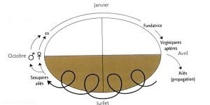 cycle-Aphis-pomi-Puceron-vert (memPFI)