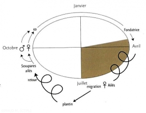 cycle-Dysaphis-plantaginea-Puceron cendre (memPFI)