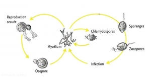 cycle-Phytophthora-spp-(memPFI)