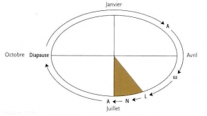 cycle-Xyleborus-dispar-(memPFI)