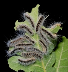 Chenilles de la processionnaire du chêne (photo G. Demolin INRA)