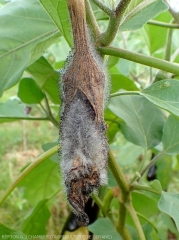 Cette aubergine est entièrement pourrie et momifiée.  La dense et caractéristique moisissure de  <i><b>Choanephora cucurbitarum</b></i> la recouvre entièrement. (pourriture à Choanephora, cucurbit flower blight)