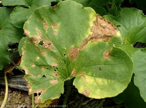 Certaines taches ont conflué sur cette feuille de melon. Les tissus altérés sont décomposés sont nécrosés et plus ou moins desséchés. <i><b>Myrothecium roridum</b></i>