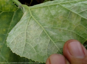 Sporulation blanche d'oïdium observée à la face inférieure d'une feuille de giraumon.  <i><b>Podosphaera xanthii</b></i> ou <i><b>Golovinomyces cichoracearum</b></i>.