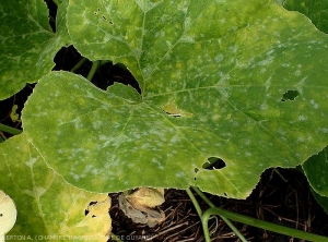 Aspect de taches d'oïdium en place sur la face supérieure d'une feuille de giraumon. Le limbe sous-jacent est parfois chlorotique. <i><b>Podosphaera xanthii</b></i> ou <i><b>Golovinomyces cichoracearum</b></i>. (oïdium)