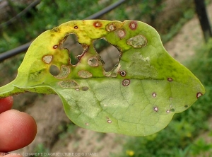 Plusieurs taches arrondies, bien délimitées, nérotiques sur feuille de baselle. Les tissus foliaires de certaines, décomposés, sont tombés conférant un limbe un aspect partiellement troué. Notez aussi la présence de halos rougeâtres autour de certaines taches.  <i><b>Rhizoctonia solan</b></i>  (Rhizoctone foliaire - web-blight)