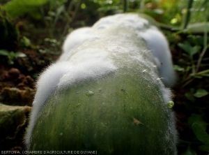 Détail du mycélium couvrant un fruit de concombre.  <i><b>Pythium</i> sp.</b> (Oomycètes)